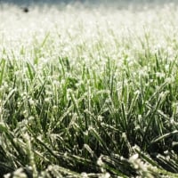 Frost on grass