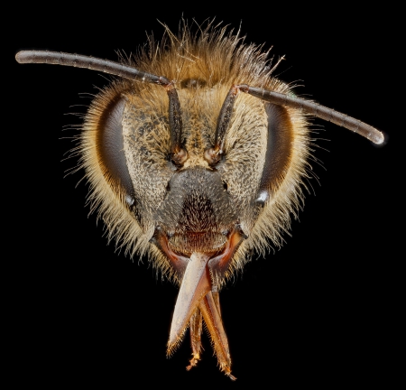 honey bee head