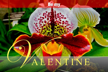 ♡.♡HAPPY VALENTINE's DAY ♡.♡ - flowers, roses, nature, valentines, orchid, flower, day, happy