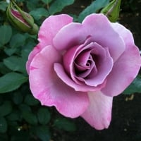 Lovely Rose!