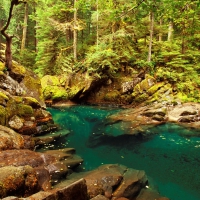 Emerald forest stream