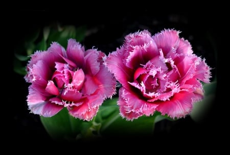 Dreamlike roses - roses, black, dreamlike, background