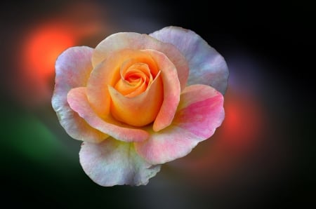 Highlighted rose - colorful, rose, flower, light