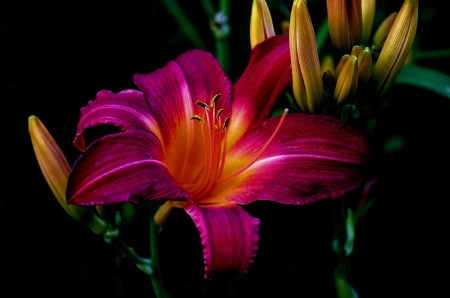 Beautiful lily - nature, lily, flower, beautiful