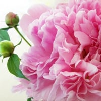 Peony