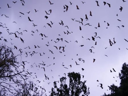 Bats - bat, bats, trees, bird