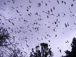 Bats