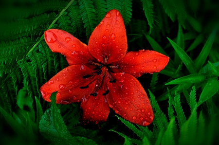 Lily - flowe, lily, drops, rain