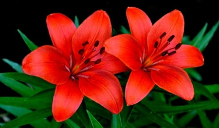 Two Lilies - lilies, nature, flowers, two