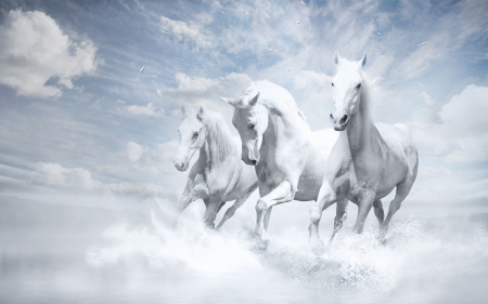 White Horses - white, horses, sky, animals, clouds, beautiful, white horses, running