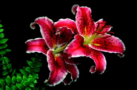 Tiger Lilies - lilies, nature, petals, leaves, flowers, tiger