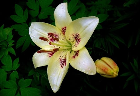 White beauty - flowers, white, nature, beauty, lily