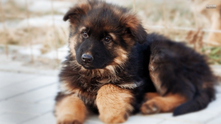 German Shepherd - animal, dogs, dog, puppy, german shepherd, animals