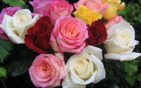 Colourful Roses Bouquet! - flowers, roses, nature, colourful, bouquet