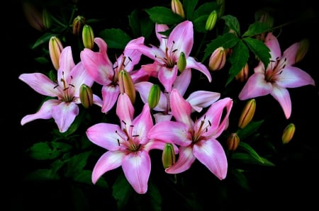 Pink Lilies - lilies, nature, flowers, pink