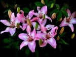 Pink Lilies