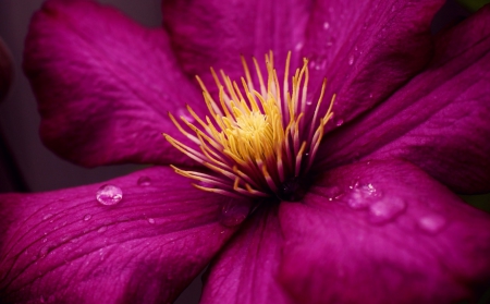 Clematis - nature, clematis, drop, flowers, dew, flower, drops