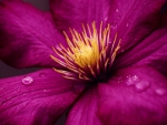 Clematis