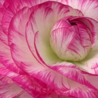 Ranunculus