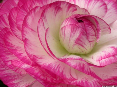 Ranunculus - nature, pink, pink flower, flowers, ranunculus, pink flowers, flower