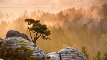 tree growing in a rock above a foggy forest - morning, forest, fog, tree, rocks