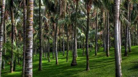 fantastic palm tree forest hdr - lawn, forest, hdr, trunks, shadow