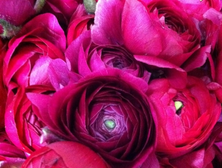 Ranunculus - nature, flowers, ranunculus, flower