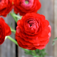 Red Ranunculus