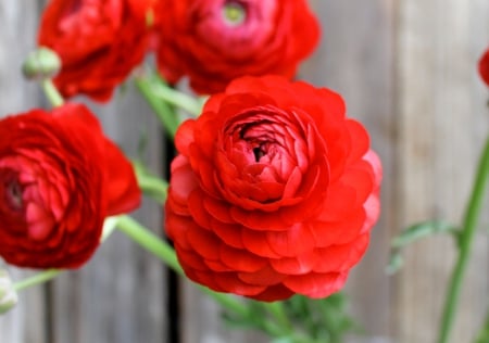 Red Ranunculus - nature, red ranunculus, red, red flower, ranunculus, flowers, flower