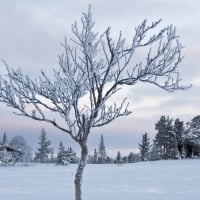 tree in front of homes in winter