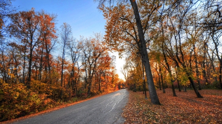 road through a beautiful forest in autumn hdr - autumn, forest, leaves, hdr, road