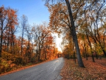 road through a beautiful forest in autumn hdr