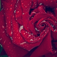 Red Rose