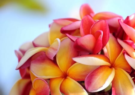 Plumeria