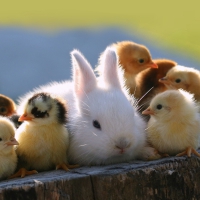 Happy Easter