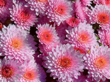 Zinnia - flowers, bunch, pink, zinnia