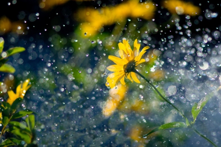 Flowers In The Rain - sunflower, nature, drizzle, raindrops