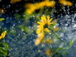 Flowers In The Rain