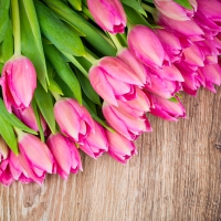 Pink Tulips