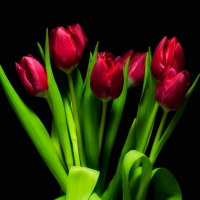 Tulips