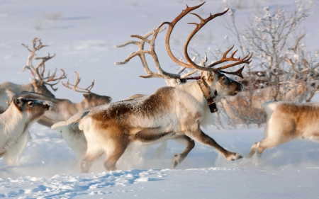 Deer - winter, animal, Deer, horn