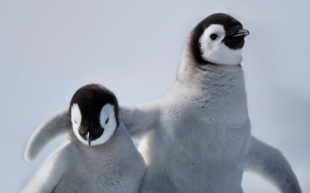 Penguin - penguin, fur, animal, snow