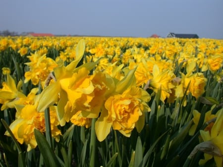 Daffodils - daffodils, daffodil, field, flower