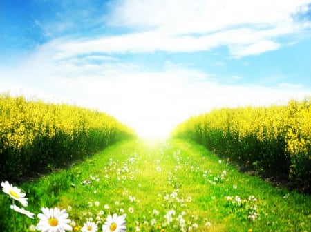 Nature - Grass, Field, Sun, Flowers