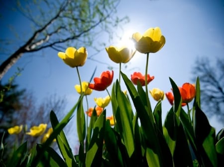 Tulips - tulips, sky, tulip, sunshine