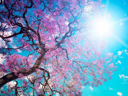 Nature - sky, sunshine, tree, flower