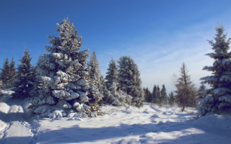 Snow - photo, tree, nature, snow