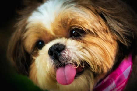 Cute Dog - dogs, cute, dog, adorable, puppies, dog face, puppy, animals