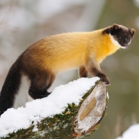 Yellow-Throated-Marten