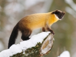 Yellow-Throated-Marten